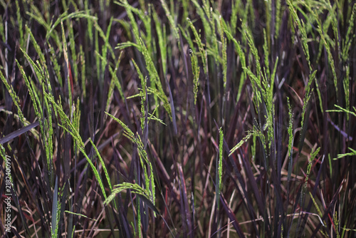 Close-up of black rice field with green stalks growing outdoors in organic farm