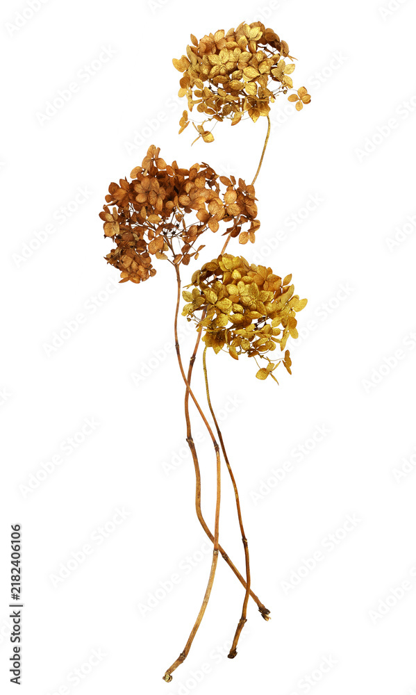 Obraz premium Dry brown hydrangea flowers painted in gold in a small autumn bouquet isolated on white or transparent background