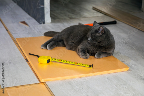 Grey cat sleeping on a floor insulation layer