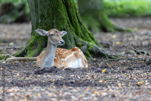 Photography Reh im Wald
