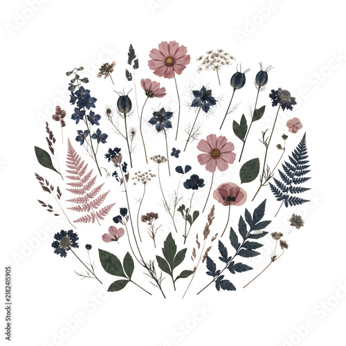 AI generated circular frame of pressed dried wildflowers and ferns isolated on transparent background