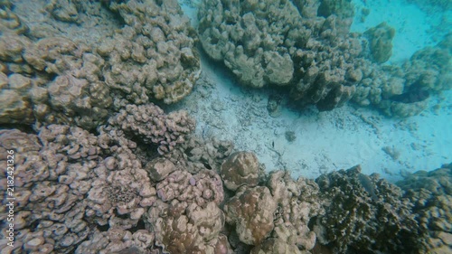 Explore vibrant coral formations and diverse marine life in Thailand's stunning underwater landscapes.