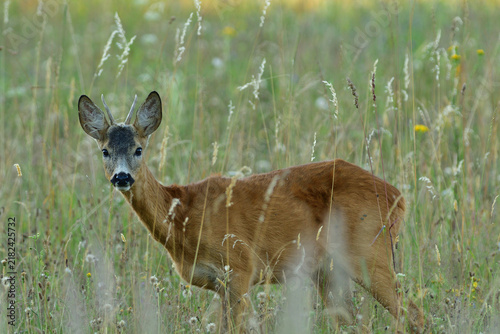 Fotografie Portrait of roe deer on the  pasture
