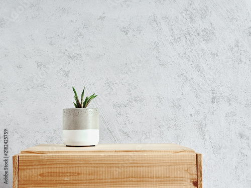 Haworthia succulent plant in minimalist pot on wood