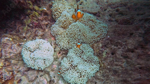 Explore vibrant coral reefs in Thailand, teeming with colorful fish and rich marine life. Experience the beauty of underwater ecosystems.