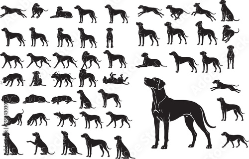 Rhodesian Ridgeback Dog Silhouette Set Premium Purebred Black Vector Icons Collection