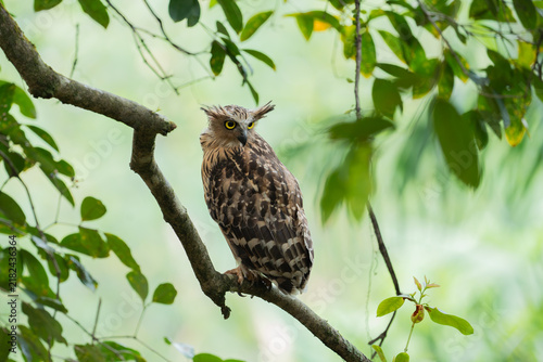 Buffy Fish Owl Bird (Ketupa ketupu) sitting on a branch