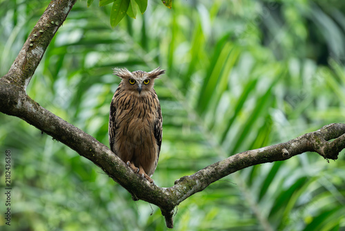Buffy Fish Owl Bird (Ketupa ketupu) sitting on a branch