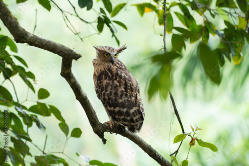Buffy Fish Owl Bird (Ketupa ketupu) sitting on a branch