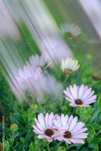 Foto VISION CREATIVA DE UNAS BELLAS FLORES DE MARGARITA