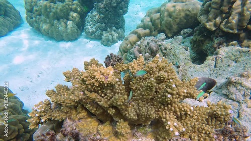 Tropical fish swimming above a colorful coral reef in clear ocean water, showcasing vibrant marine wildlife