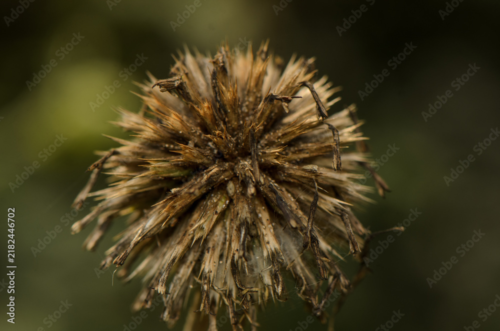 Fototapeta premium Macro botanical photograph of a dried seed head with sharp spiky seed pods against a dark background