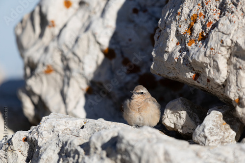 Northern Wheatear (Oenanthe oenanthe) Resting Among Mountain Limestone Rocks in Abruzzo Italy