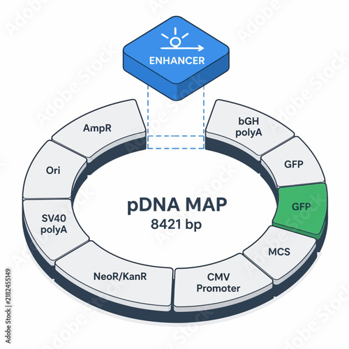 Circular pDNA Plasmid Map Vector Illustration