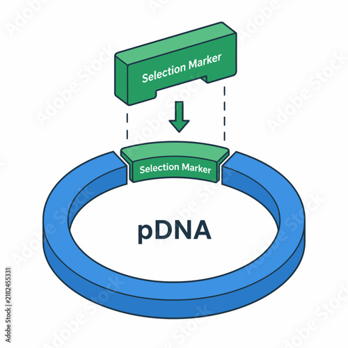 Plasmid DNA Vector Selection Marker Insertion Diagram