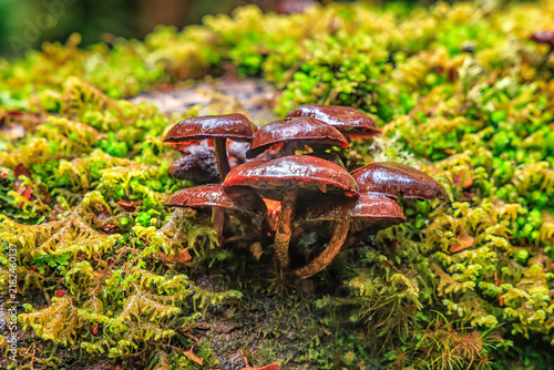 Callistosporium 'maroon' fungi at Philosophers Falls walk, near Waratah, Tasmania, Australia