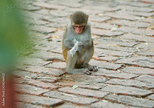 Photography A curious looking juvenile rhesus monkey sitting alone on brick pavement, trying to tear a plastic sheet
