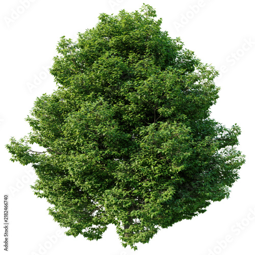 Lush deciduous tree with dense green foliage and rounded canopy shape isolated on a transparent background