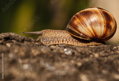 Foto a snail in the depths of the forest