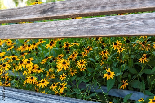 Foto yellow brown eyed susan flowers growing behind a wooden bark bench in Vienna