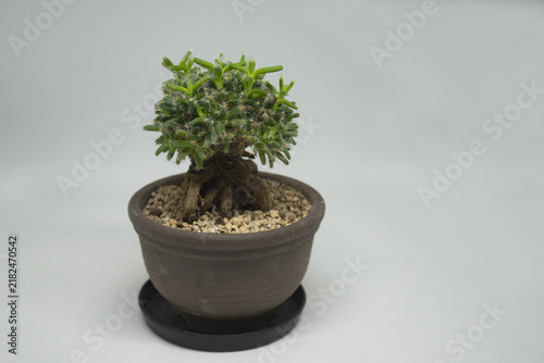 Konstfotografi 多肉植物トリコディアデマ・デンサム（紫晃星）の鉢植えと右にコピースペース