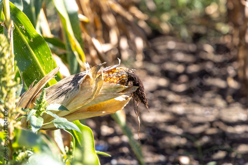 Dried-up corn in the field. Drought and heat in Styria, Austria