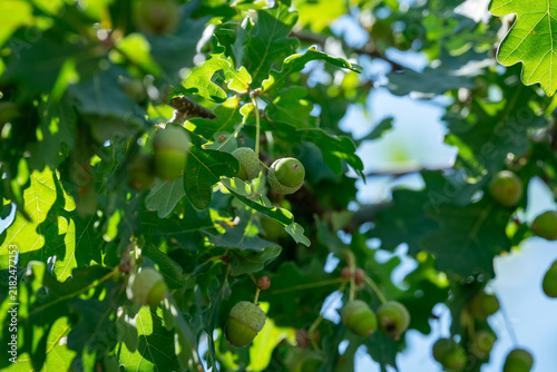 Green acorns on oak branches among leaves. Many green immature acorns on oak branches against the light, symbolizing summer, growth, nature, and a rich harvest