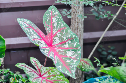 Принти на полотні Caladium or Caladium Bicolor Vent or Caladium bicolor or pink , green and white