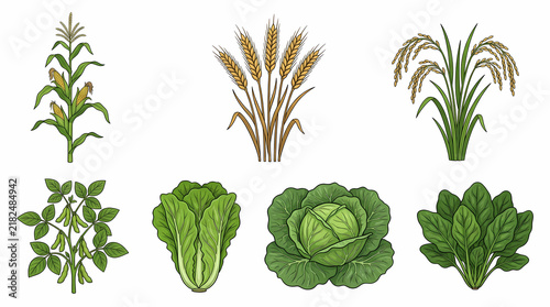 Agricultural crops and vegetable botanical illustration collection