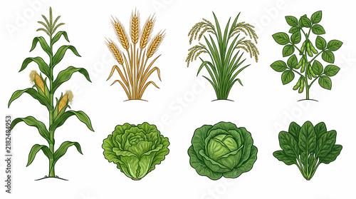 Illustrated agricultural crops including grains and leafy vegetables