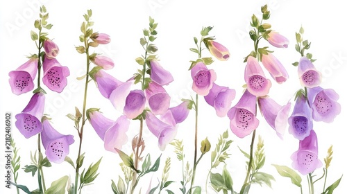 cute watercolor foxglove flowers, pastel tones, white background