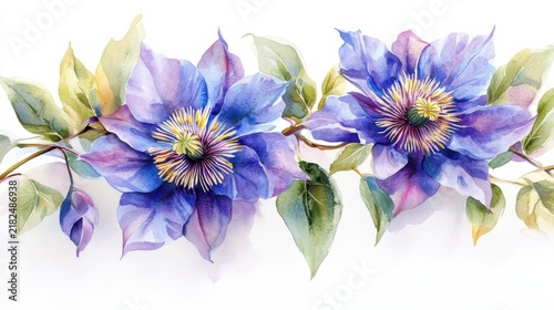 cute watercolor passion vine flower, pastel purple, white background