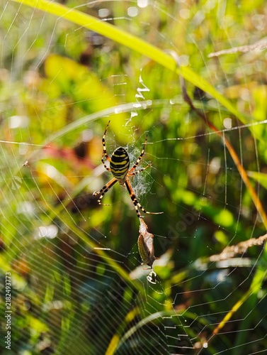 Female wasp spider, Argiope bruennichi, hanging in an orb-weaver web holding wrapped prey, displaying bright yellow and black abdomen bands against a blurred green meadow background.