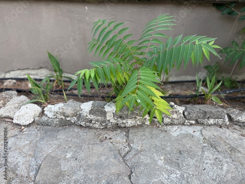 Obraz na płótnie A vibrant Tree of Heaven (Ailanthus altissima) with lush compound leaves and green foliage glowing under warm sunlight in a natural outdoor garden landscape setting