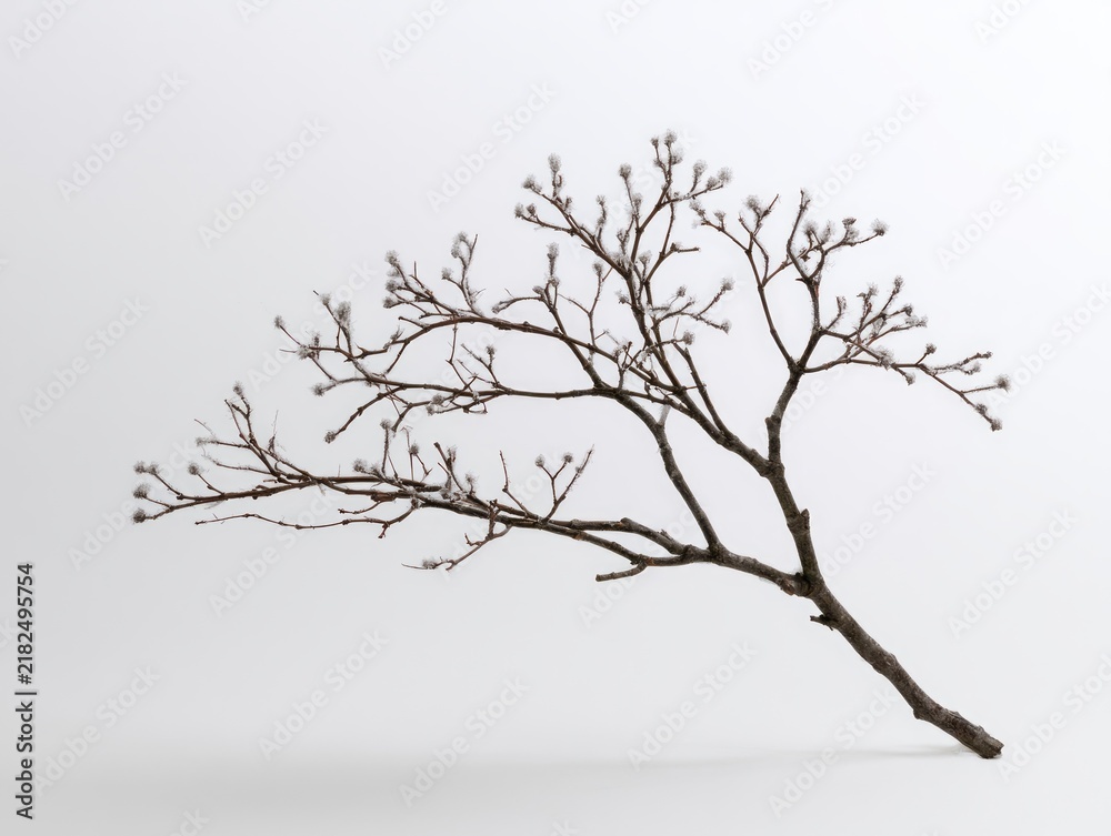 Fototapeta premium Frozen branch with delicate hoarfrost on buds