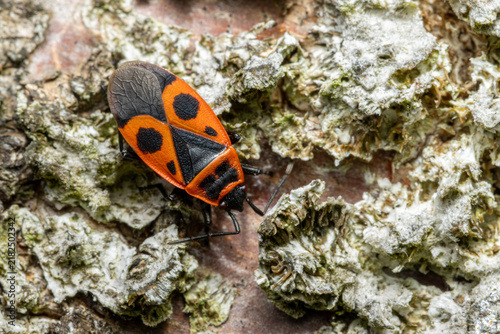 Gemeine Feuerwanze (Pyrrhocoris apterus) 