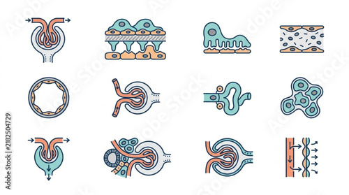 Detailed medical icons set illustrating human anatomy biology and cellular processes.