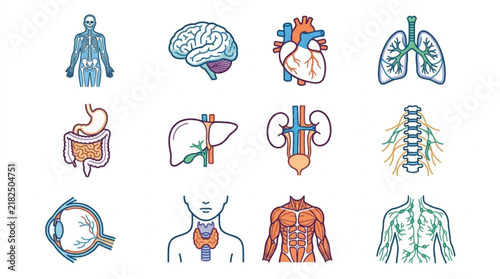 Human internal organs medical icons set illustration.