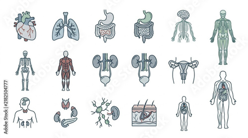 Detailed hand drawn human internal organs and body systems anatomical vector set.