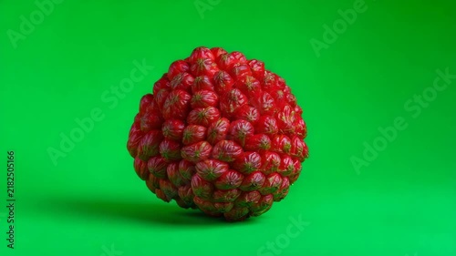 Closeup focused snake fruit isolated on green chroma key background evenly illuminated with sharp edges and clean separation