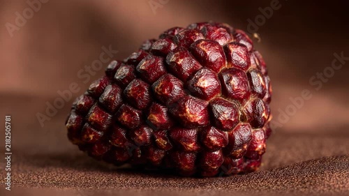 Closeup focused snake fruit isolated on deep bronze background balanced lighting enhancing unique surface pattern