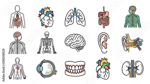 Human organs and body systems hand drawn icons set.