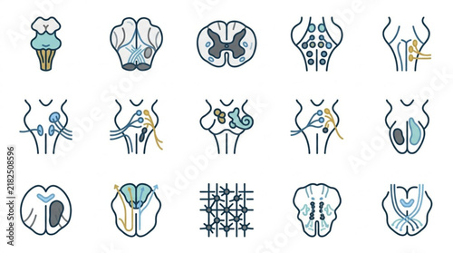 Brainstem and Spinal Cord Cross Section Anatomy Icon Set.