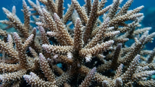 Branching staghorn coral growth on tropical reef underwater