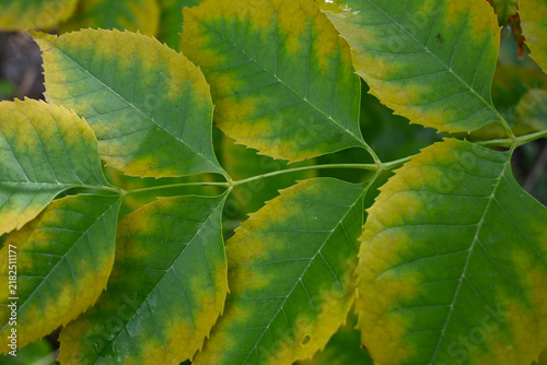 фотографія Close-up of mottled green and yellow leaves