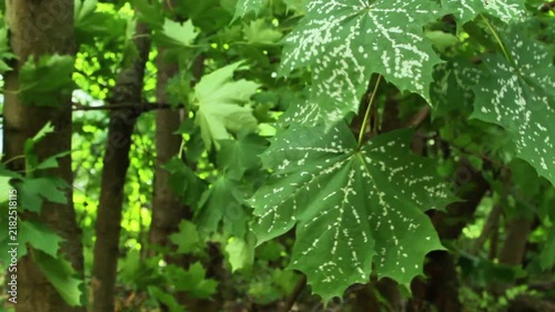 Maple leaves with powdery mildew - fungal disease in natural environment