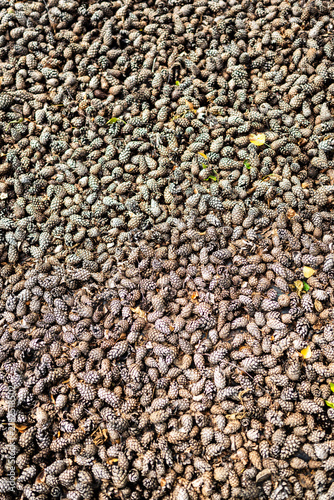 Canvas Print A dense overhead view of countless small pine cones covering the ground