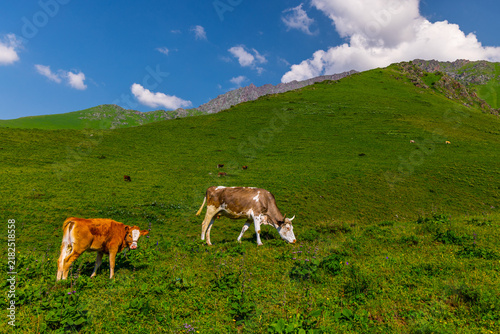 Фотография Cows grazing on lush green mountain pasture in Kyrgyzstan