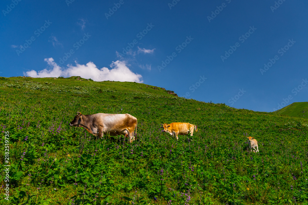 Fototapeta premium Cows Grazing on a Green Hillside in Kyrgyzstan