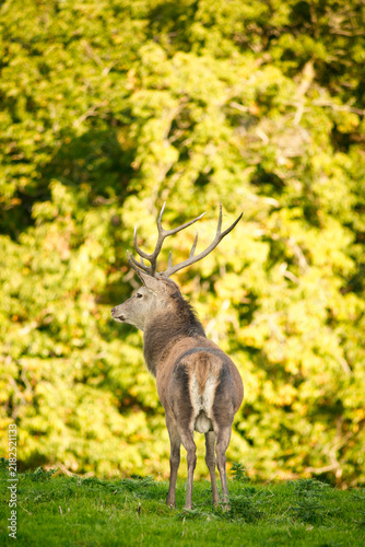 Red deer Cervus Elaphus in Killarney National Park, County Kerry, Ireland